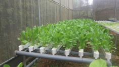 2 cách trồng rau thủy canh tại nhà cực đơn giản nhanh thu hoạch