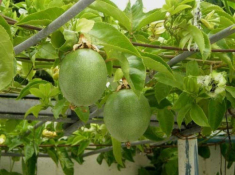 4 loại cây ăn trái vừa đẹp mắt vừa thơm ngon, rất thích hợp trồng ở ban công