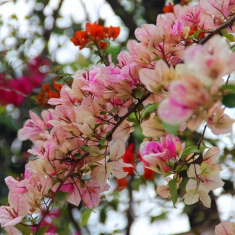 5 loại hoa cần cắt tỉa vào mùa đông, càng “nhẫn tâm” thì sang năm mới trổ nụ