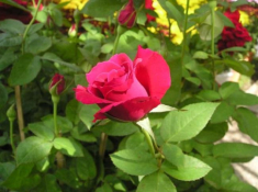 Cách trồng hoa hồng đúng kỹ thuật từ A đến Z, cây khỏe hoa ra nhiều to đẹp
