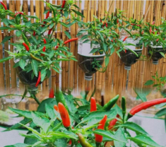 Cách trồng ớt treo ngược ở ban công, vừa đẹp vừa tiết kiệm diện tích lại sai trĩu quả hơn nhiều
