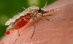 Đang dịch sốt xuất huyết bùng phát, vận dụng ngay những mẹo này, muỗi sạch bóng không dám vào nhà