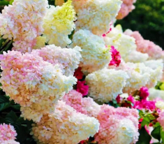 Loài hoa “thịnh vượng” này nhìn như que kem khổng lồ, trồng trong vườn vừa thơ mộng vừa sang trọng
