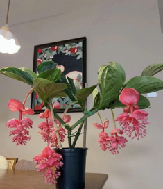 Phòng khách nhà giàu thường có 3 loại hoa này, vừa đẹp vừa sang, trồng một chậu sáng rực cả góc phòng