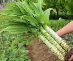 Ruột của cây này phơi khô bán đắt hơn thịt, bổ ngang “nhân sâm”, ăn vào giòn giòn như sứa