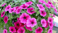 4 loài hoa “bất tử” không sợ nắng gió, hạn hán, trồng ở đâu cũng có thể nở hoa