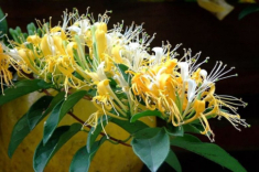 Loại cây cảnh trong nhà có hoa được ví như “vàng mười”, giá lên tới 900.000 đồng/kg