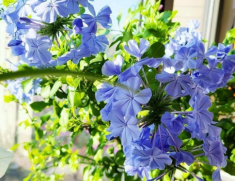 3 loài hoa màu xanh rất được lòng Thần Tài, nở 200 ngày mỗi năm, ban công nhỏ đến mấy cũng trồng được