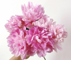 9X chia sẻ cách cắm hoa mẫu đơn trứng, “ấp” thành công hoa nở to bằng miệng bát, tỏa hương quyến rũ