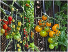Cô gái trồng cà chua ở ban công, tạo thành bức tường đầy màu sắc, đẹp chẳng nỡ hái ăn
