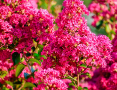 Loài hoa này bồng bềnh như mây, hoa thơm nhẹ nhàng, trồng trước nhà mang tới tài lộc cho gia đình