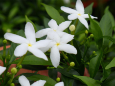 Loài hoa này nghe tên đã thấy phúc lộc đầy nhà, nở hoa quanh năm, mang mùi thơm dịu dàng