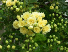 Loại hoa này sắc nước hương trời, được mệnh danh là “hoa thơm bậc nhất thế giới”, trồng trong sân mang đến sự bình an