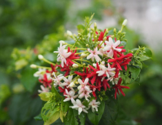 Loài hoa này tỏa hương nồng nàn, trồng trước cổng sẽ tạo thành giàn hoa mang lại điềm lành cho gia đình