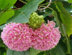 Loài hoa này tỏa mùi thơm ngọt ngào, nở cả nghìn bông một lúc, trồng cực đơn giản