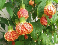Loài hoa “quý tộc” này ra hoa quanh năm, trồng một chậu mang đến may mắn cho cả gia đình