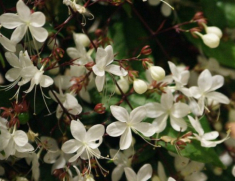 Loài hoa “thịnh vượng” này có hương thơm dịu dàng, trồng trong nhà mang đến tài lộc cho gia đình
