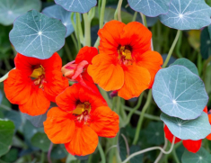 Loài hoa tượng trưng cho sự thành công, trồng một chậu trong nhà vừa đẹp vừa giúp sự nghiệp hanh thông