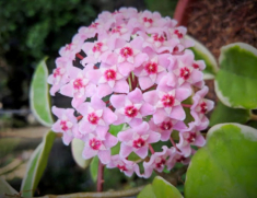 Loài hoa “viên mãn” này rất thích nở hoa, nhà thiếu nắng cũng trồng được, khi nở đưa hương khắp nhà