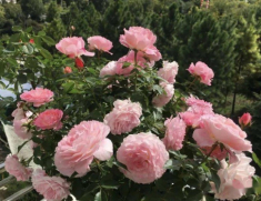 Tháng 5 chăm hoa hồng nhớ quy tắc “1 nhẹ - 1 siêng - 1 ít - 1 nhiều”, hoa sẽ nở bung chậu