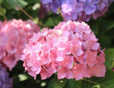 Trồng cẩm tú cầu hãy làm thêm 1 việc này vào mùa xuân, số lượng hoa tăng gấp 10 lần, bông to bằng cái bát tô