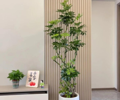 4 cây tài lộc vừa dưỡng người vừa mang lại sự thịnh vượng cho gia đình, có thể sống cả 100 năm