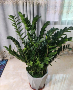 Cây kim tiền lá mỏng cành yếu, dùng thứ này lá xanh tràn đầy sức sống, chồi non xé đất mọc lên