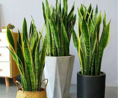 Không hề mê tín, tại sao cây lưỡi hổ ra hoa không phải là chuyện tốt?