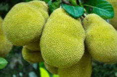 Mua mít Thái, chọn quả có hay không có nhựa trắng thì ngon và chín tự nhiên, đây là bí kíp của người bán hàng lâu năm