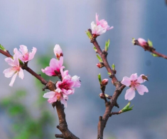 Sau Tết đừng vứt 5 loại hoa này mà phí, làm theo cách này Tết năm sau có hoa đẹp để trưng tiếp