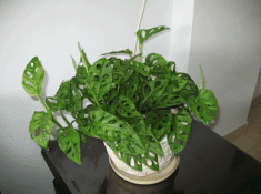 Tác dụng của cây này vừa thanh lọc không khí lại có khả năng khử các chất gây ung thư