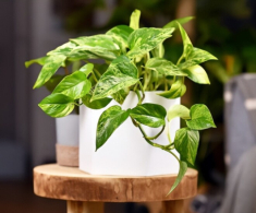 Trầu bà trồng thủy sinh hay trồng trong đất sẽ tốt hơn? 10 người thì 9 người trả lời sai