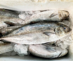 Đặc sản nghe tên “ngượng đỏ mặt” nhưng tranh nhau mua, giá 150.000 đồng/kg, nấu cháo cực ngon