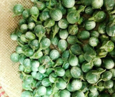 Loại quả xưa không ai biết đến, giờ thành đặc sản dân thành phố “ưa chuộng” vì hương vị lạ, om với ếch siêu ngon