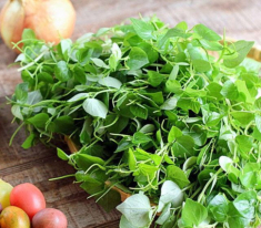 Loại rau xưa mọc bờ mọc bụi người nghèo cũng chẳng ai ăn giờ thành đặc sản của dân thành phố, đem bóp nộm cực ngon mát