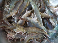 Luộc tôm chẳng cần thêm nước, chỉ cần vài thứ này tôm vẫn ngon ngọt, lên màu đẹp lại chẳng lo cháy nồi