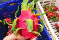 Mua thanh long, nhìn vào vảy thấy điều này mua ngay, người bán cũng phải khen bạn là “thánh đi chợ”