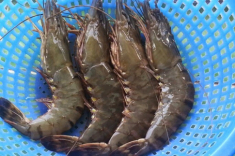 Mua tôm, thấy có những dấu hiệu này “né” ngay lập tức, dù rẻ như cho cũng đừng mua kẻo hại thân