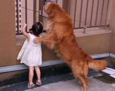Thường xuyên để con gái 3 tuổi ở một mình với chó Golden, mẹ bỉm bật khóc khi chứng kiến cảnh tượng ở phòng khách