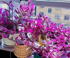 10X trồng loại cỏ dại xưa chỉ cho lợn ăn làm cảnh, không ngờ đẹp hơn trầu bà