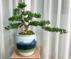 3 cây bonsai sống khỏe hơn 50 năm, càng trồng càng đẹp, giá trị tăng theo thời gian