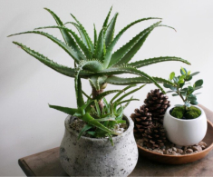 3 loại cây được ví như điều hòa, trồng trong nhà mỗi tháng gia chủ giảm hẳn 50% hoá đơn tiền điện