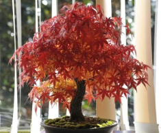 5 loại cây người nghèo chê nhưng người giàu lại thích rước về, chẳng trách càng trồng càng giàu