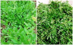 Cách bảo quản rau khúc đến khi hết mùa vẫn có để nấu xôi hay làm bánh ăn, vị tươi ngon như mới hái