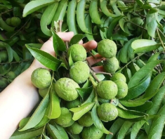 Cách làm sấu ngâm mắm giòn ngon, chua cay mặn ngọt, không sợ nổi váng cho bữa cơm hè thêm hấp dẫn