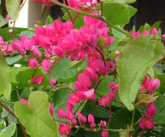 Cây bờ rào đổi đời thành “nữ hoàng dây leo”, nở quanh năm, vừa làm cảnh vừa làm thuốc, giá 150.000 đồng/cây