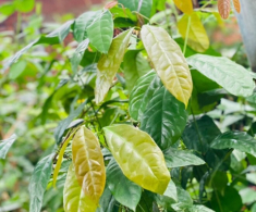 Cây dại cắm đất là lên tua tủa, xưa mọc vạ vật bìa rừng nay thành đặc sản 150.000đ/kg, trồng một cây thu hoạch quanh năm