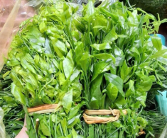 Cây dại mọc bờ bụi xưa không ai ăn, nay thành đặc sản giá 200.000 đồng/kg, trồng một lần thu hoạch được nhiều năm