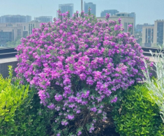 Cây dại mọc hoang đổi đời thành cây cảnh, đẹp không kém gì hoa giấy, nở từ xuân đến thu, chịu nóng cực tốt