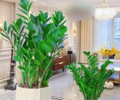 Cây kim tiền rất thích “uống” loại nước này, mỗi tuần một cốc, lá non mọc ào ào, xanh bóng như bôi mỡ